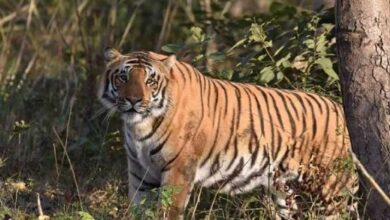 Photo of उत्तराखंड: बाघ और तेंदुए के ब्लड सैंपल से होगी जांच